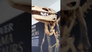 LOOK AT THIS DINOSAUR 🦖🦕 #trending #viral #music #art #animalplanet #dinosaur #fyp #funny #science