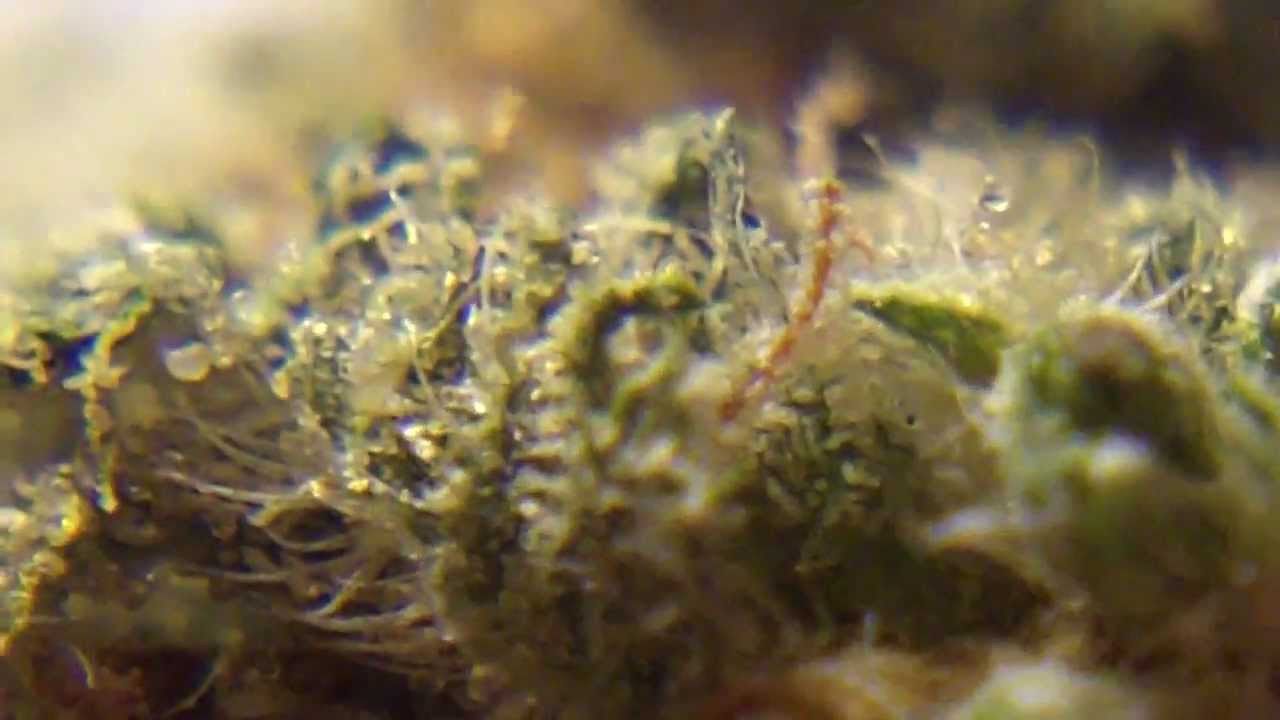 Ep 175 Cole Train 720p Weed Review Hd Reserva Privada Seeds Marijuana Buds Upclose Crystals Ganja