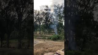 Comunidad agua blanca del municipio de Ayotlán.