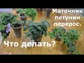 Маточник петунии перерос, что делать?