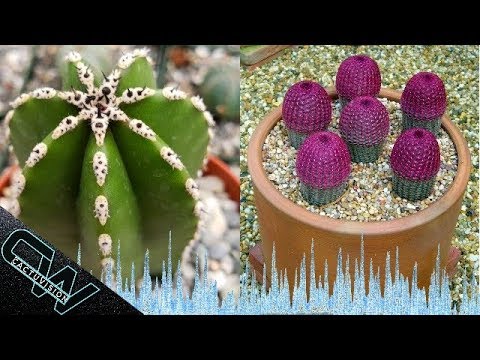 Video: Cactus para jardines de la zona 4: cultivo de cactus en climas fríos