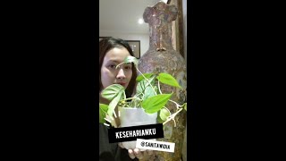 Percantik Tanaman Dengan Jepit Rambut Bekas
