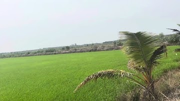 Cần bán nhanh DT 6 mẫu đất lúa có 1 công đất thổ cư giá 110 triệu 1 công thuộc huyện Thạnh hóa