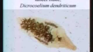 That's soulless! - Parasite memes & Free floating rationales of evolution