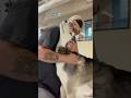 Kissing dogs at dog daycare to get their reactions, pt.4! #doggielife #doggiedaycare #dogs