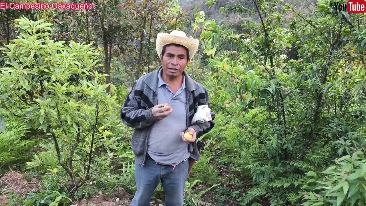 ✅️😃Hoy fui a cortar aguacates y les muestro mis plantas de mostaza 