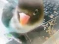 さくらさく&beta;
