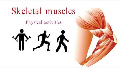 what are tissues in human body, what are tissues made of, what are tissues class 9, Human tissues,