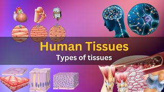 what are tissues in human body, what are tissues made of, what are tissues class 9, Human tissues,