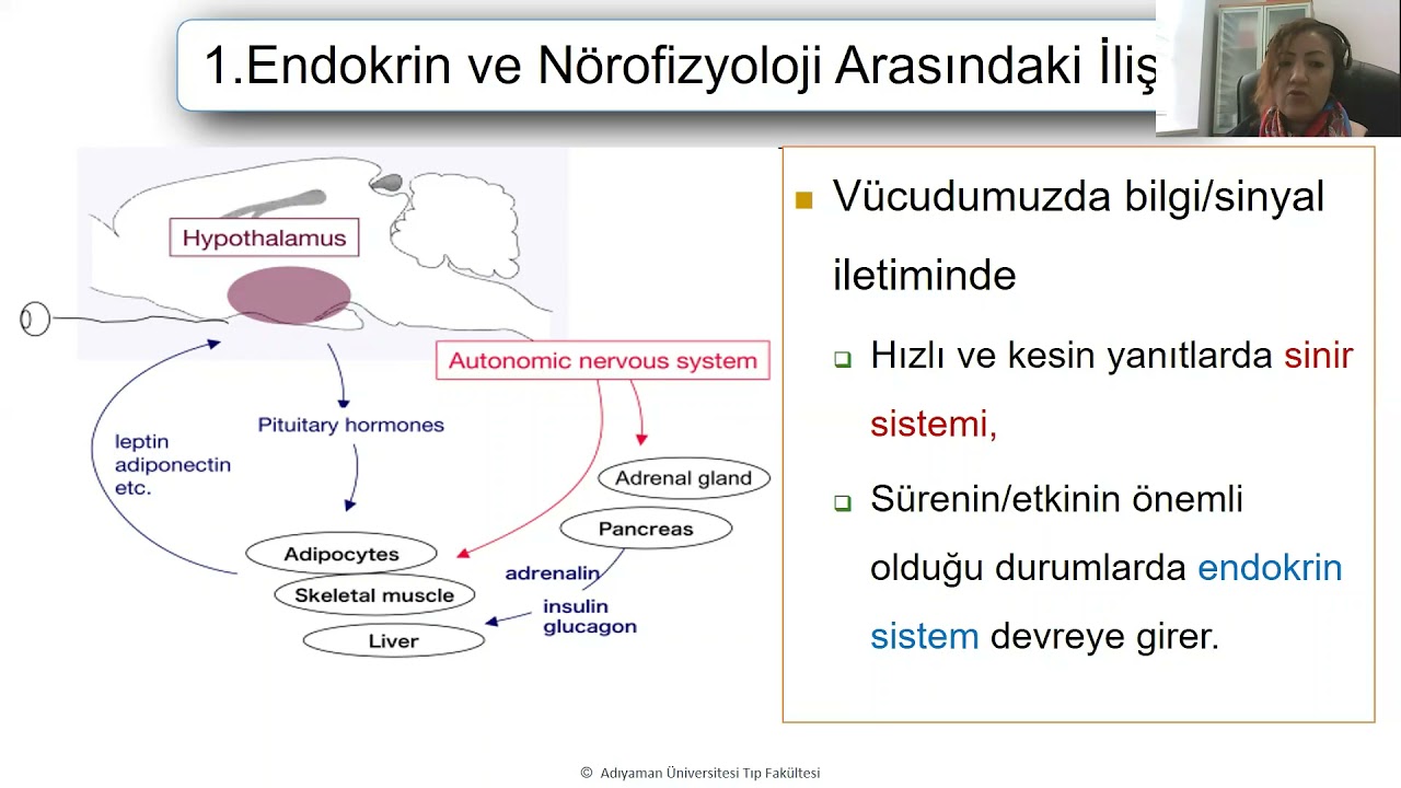 Endokrin fizyolojisine giriş