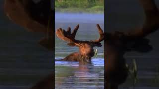 Why Moose Wade Into Water to Eat