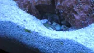Yellow Head Jawfish making its burrow