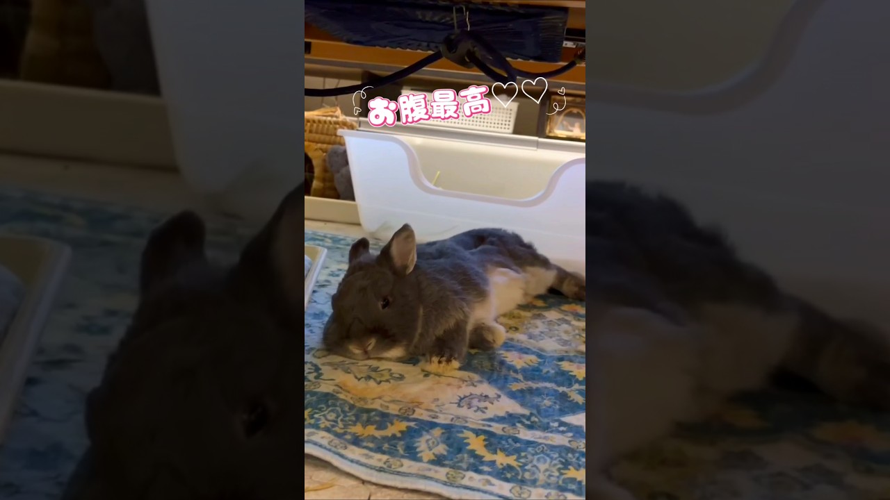 【うさぎ】キラちゃんのお腹最高♡ 縮圖