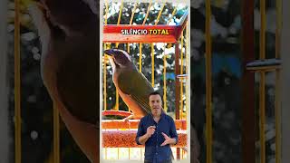 MANEJO pós muda para o seu TRINCA FERRO #planetabirds #trincaferro