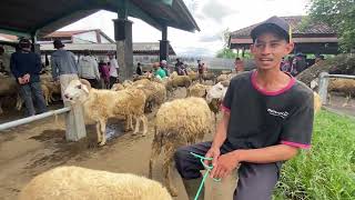 Download Lagu Pasar Sabtu Pahing Harga Bakalan Domba-domba Jantan Jumbo Pasar Hewan Muntilan Magelang Terbaru MP3