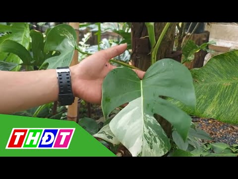 Video Trầu bà Nam Mỹ có giá tiền tỷ | THDT - youtube