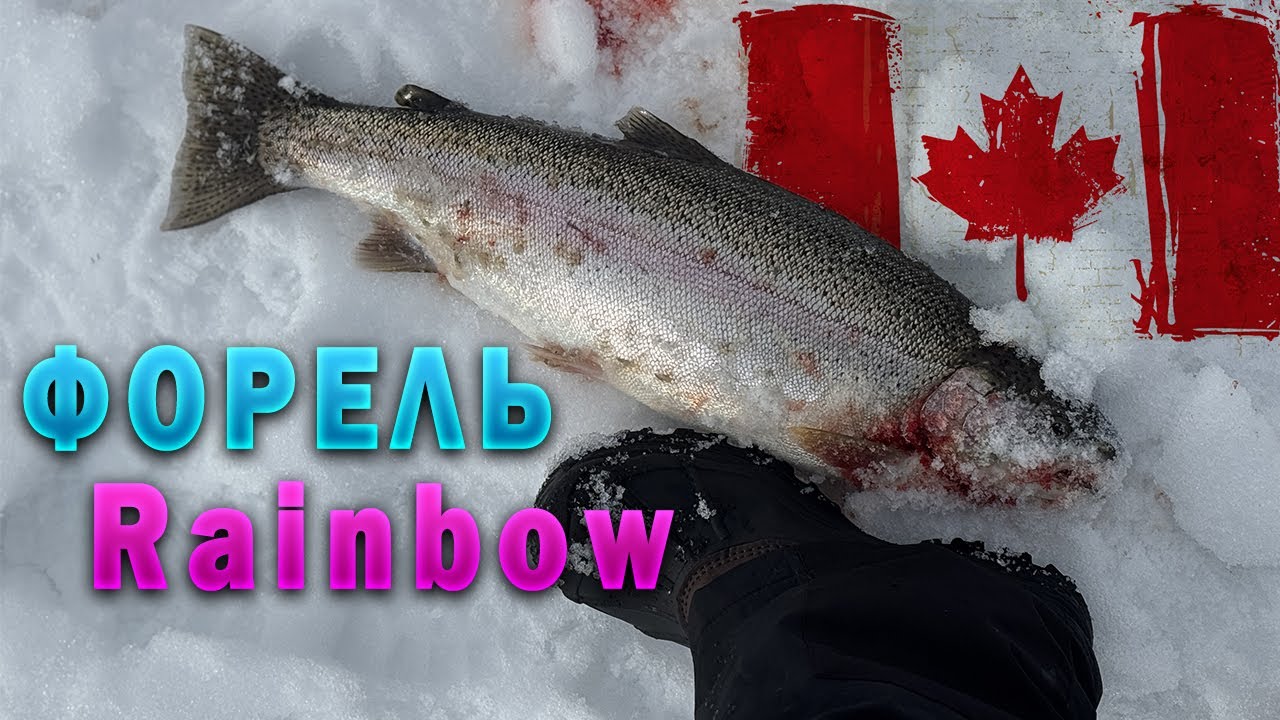 2,7 кг форель. Рибалка в Канаді