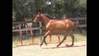 Devin2012.wmv