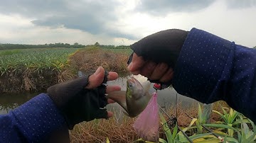 CÂU CÁ THÁC LÁC TÂN PHƯỚC NGÀY MƯA GIÓ (full video sắp diễn ra nhớ đón xem)