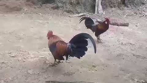 Qaib Dib Qua Zoo Heev Nawj.2021 Gà Mồi Gáy Hay 2021