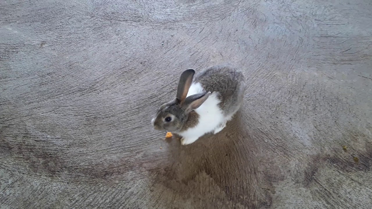 Rabbit playing 
