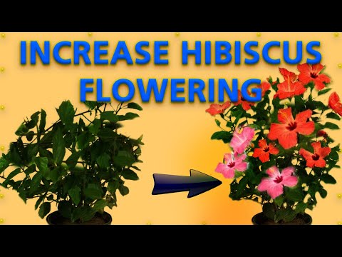 Video: Hibiscus Flower Care - Müssen Sie Hibiskuspflanzen totenkopfen?