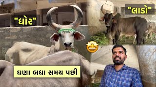 પાંજરાપોળ ગૌશાળાનાંઅનમોલ રતન “ધોર” અને “લાડા” ને ઘણા સમય પછી જોયા😇