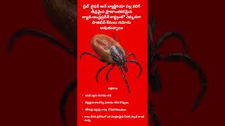 Scrub typhus is a serious, fatal disease caused by bacteria in Telugu#shorts