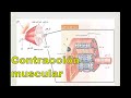 Fisiología de la contracción muscular