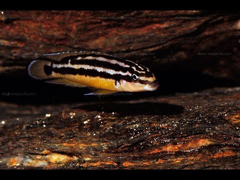 𝐉𝐮𝐥𝐢𝐝𝐨𝐜𝐡𝐫𝐨𝐦𝐢𝐬 𝐎𝐫𝐧𝐚𝐭𝐮𝐬 𝐊𝐚𝐬𝐚𝐤𝐚𝐥𝐰𝐞 𝟏.𝟕𝟓-𝟐 𝐢𝐧𝐜𝐡 𝐀𝐯@𝐢𝐥𝐚𝐛𝐥𝐞! 𝐏𝐢𝐧𝐠@ 𝟔𝟑𝟖𝟎𝟓𝟗𝟓𝟏𝟏𝟎