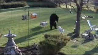 Dog vs bear. Dogs drove the bear out of the yard by Hunting Wild hunt TV 67,331 views 6 years ago 1 minute, 21 seconds
