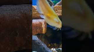 #viralvideo #nostalgia #80smusic #fish #aquarium #foryou #fishaquarium #africancichlids #catfish