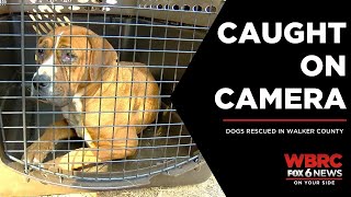 Dogs rescued in Walker County, Alabama