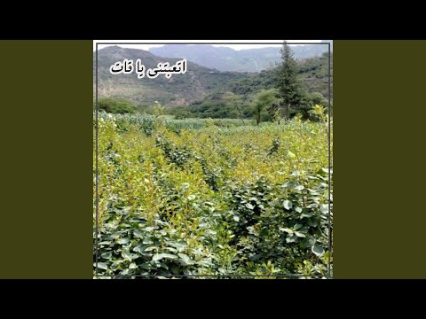زامل قوه اتعبتني يا قات
