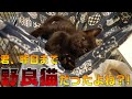 車に轢かれそうになっていた子猫を保護した翌日、どこへいった君の警戒心
