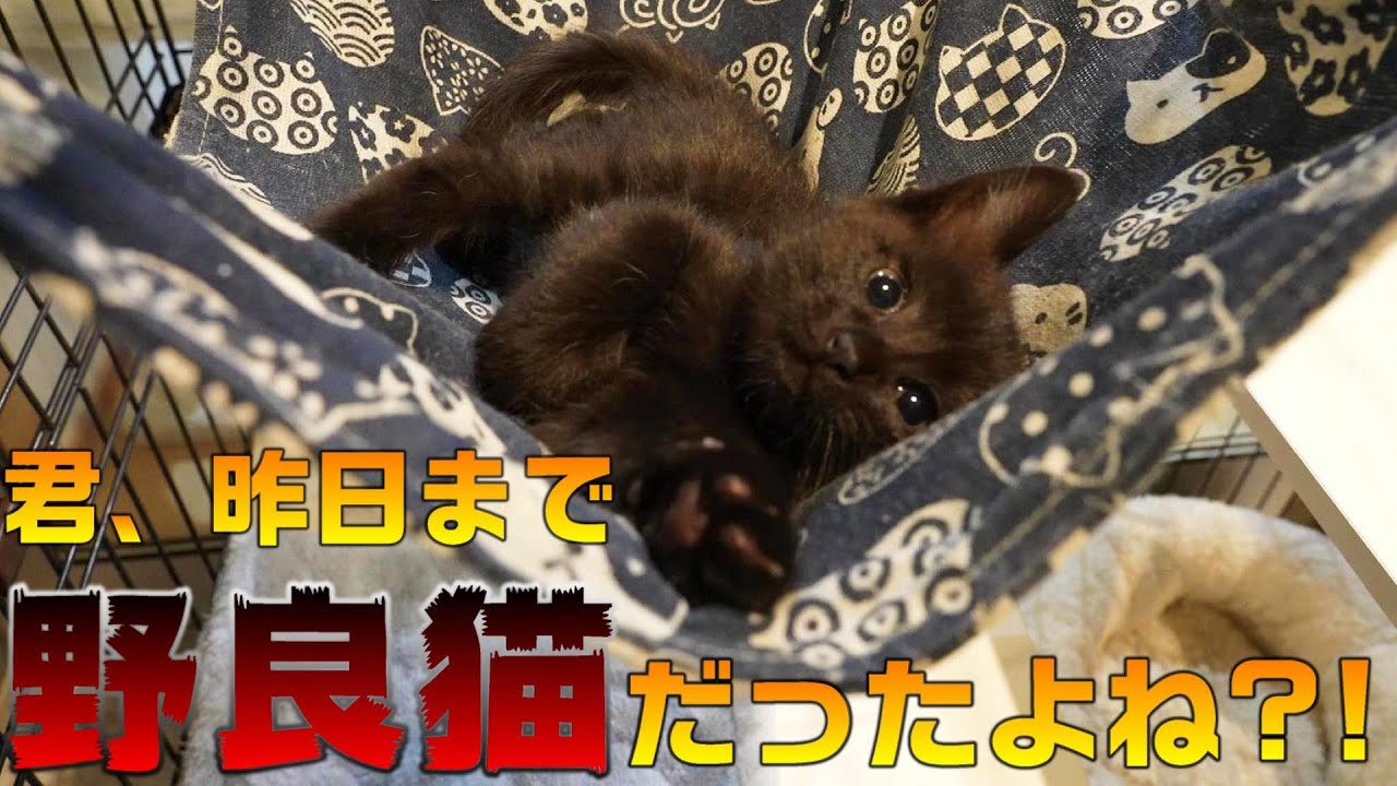 たった1日で野良猫から家猫に大変身を遂げた保護猫さん 肉球ドットコム 299 Com