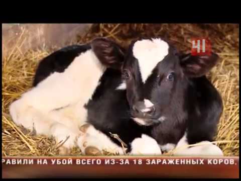 Туберкулез у коров Алапаевск