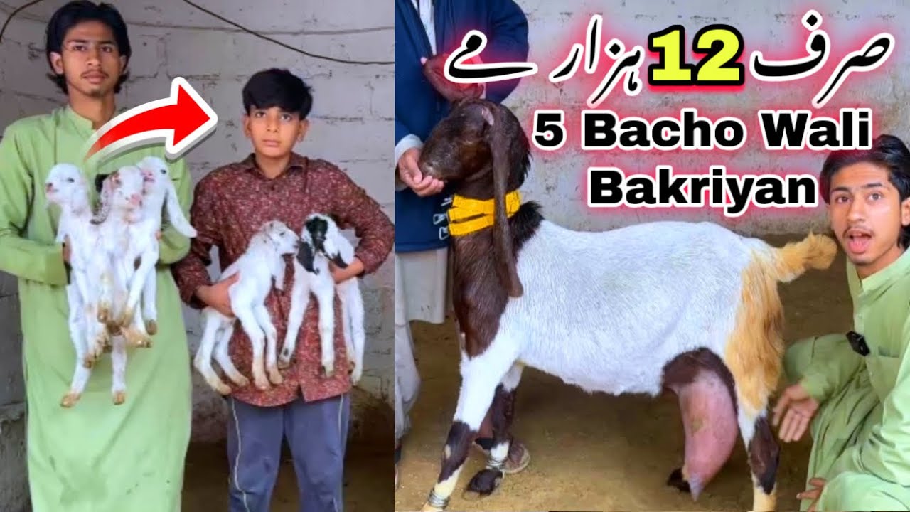 5 Bacho Wali Bakriyan 🚨 | Sindhi Hotel Bakra Mandi Se Bhe Sasti ❤️ | Goat Farming | Amir Goat Farm 