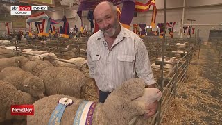 Peternakan Merino Conrayn Memenangkan Gelar Pameran Merino Terbaik 2023 Di Royal Easter Show