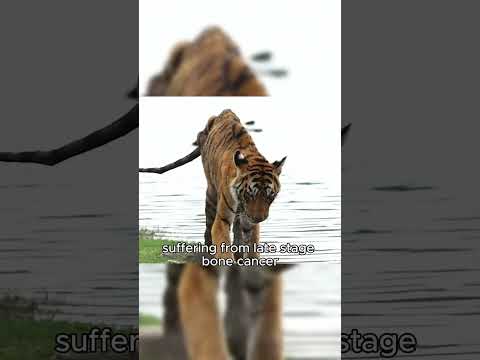 Her Most Legendary Trait Lies Not In Hunting Crocodiles But In Her Love For Her Children Tiger 