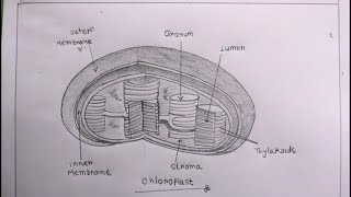 How TO Draw chloroplast step by step/draw a chloroplast easy/chloroplast drawing