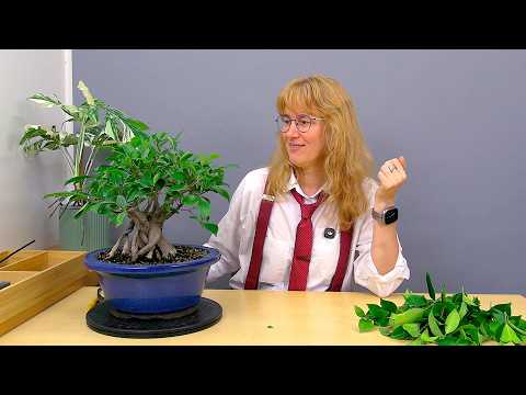 Ficus microcarpa, Part 12