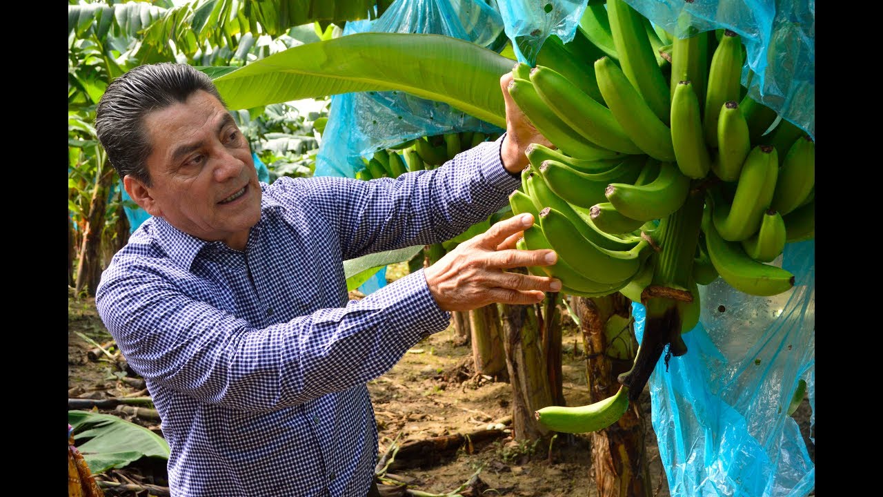 Cultivo de plátano en Teapa camera iphone 8 plus apk