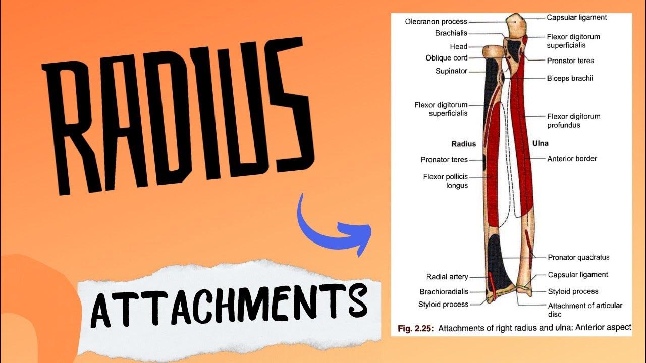 Attachment of radius bone upper limb anatomy human anatomy YouTube
