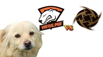 Dog predicts results in CS:GO, NiP-Virtus.pro, 21-05-2014