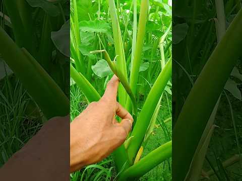 Satisfying Taro Stolen Production In My Project Shorts Farmy Tarostolen Viral Satisfying Taro