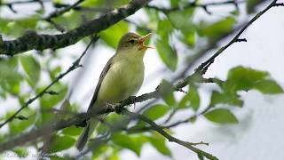Голоса птиц Как поёт Пересмешка зелёная Hippolais icterina
