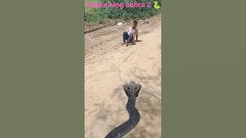 naag nagini dance #naag #snake #viral #cobra #naagnaginkajoda #treding #video