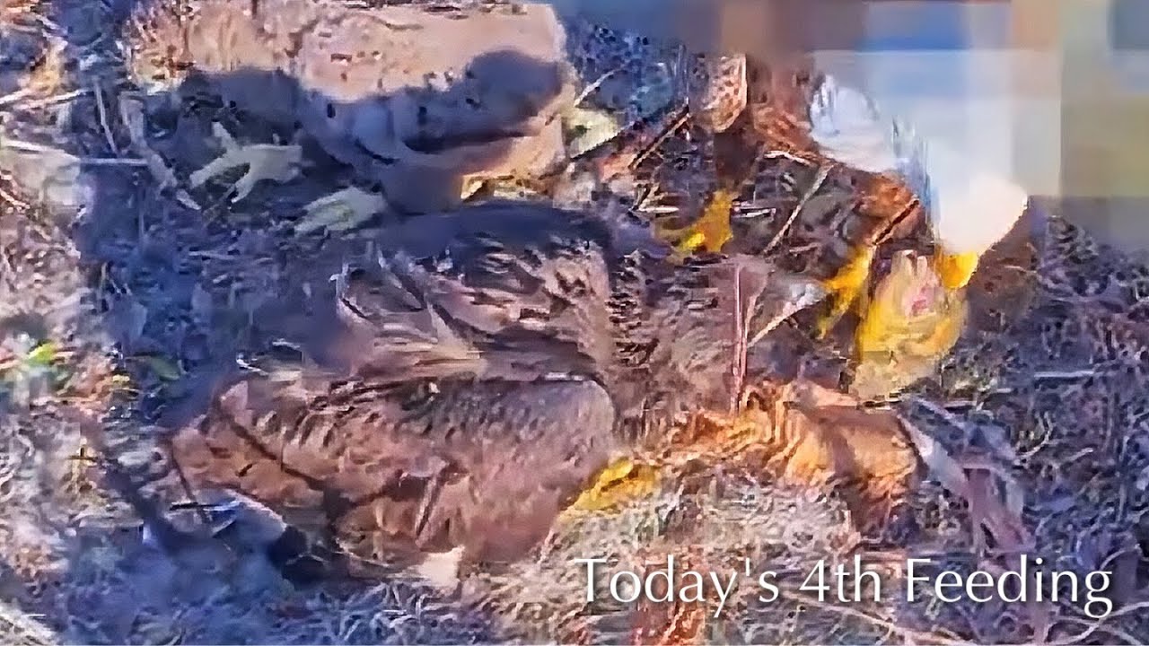 #303🦅🐥44°🐥39°／Winter Park Eagle Nest 2026／Against All Odds:One-Eyed Mom／Wink💗Atlas