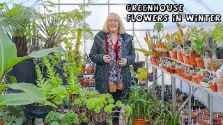 Greenhouse || Winter Flowers, Forgotten Bulbs & Bizarre Phoenix Aroids
Here is my winter tour of the greenhouses. Lets check whats in bloom and talk about overwintering, my phoenix aroids and forgotten tulip bulbs.
✿My Book : https://www.lulu.com/shop/rachel-darlington/journal-of-an-irish-garden/paperback/product-1kmk6ywe.html
✿My EBook : https://www.lulu.com/shop/rachel-darlington/my-windowsill-monsters/ebook/product-78r5vy.html
✿Donate : https://www.paypal.com/cgi-bin/webscr?cmd s-xclick&hosted_button_id=5Y65BZFYUUCFL&source=url
✿Membership : https://www.youtube.com/channel/UCU1w33lQmxW2satXeX4X-sQ/join
✿Facebook : https://www.facebook.com/DouentzaGarden/
✿Instagram : https://www.instagram.com/douentzagarden/
✿Twitter : https://twitter.com/DouentzaGarden
✿Greenhouse Purchase : https://www.organicgarden.ie/ (discount code : Douentza)
✿Potting Mixes Purchase : https://www.sybotanica.com/?ref=Douentza&utm_campaign=partners&utm_medium=affiliate&utm_source=goaffpro (discount code : RACHELDARLINGTO) Greenhouse || Winter Flowers, Forgotten Bulbs & Bizarre Phoenix Aroids